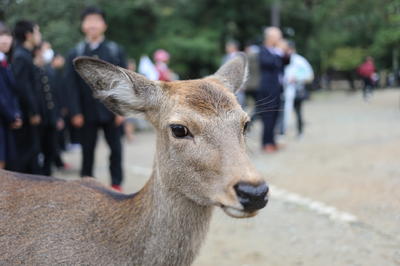 奈良公園の鹿